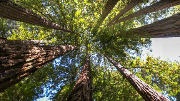 Best Tree Risk Assessment  in Covington, WA