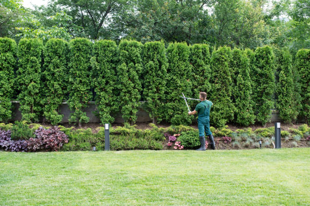 Best Pest Control for Lawns  in Covington, WA