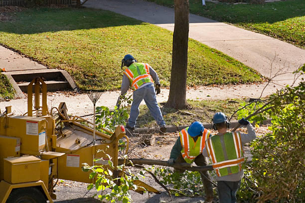 How Our Tree Care Process Works  in  Covington, WA