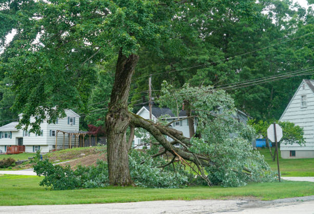 Best Tree Trimming and Pruning  in Covington, WA